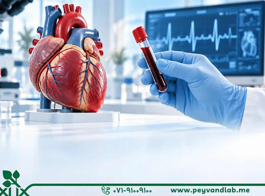 آزمایش خون برای قلب | تفسیر تست‌ها و چکاپ قلب در شیراز