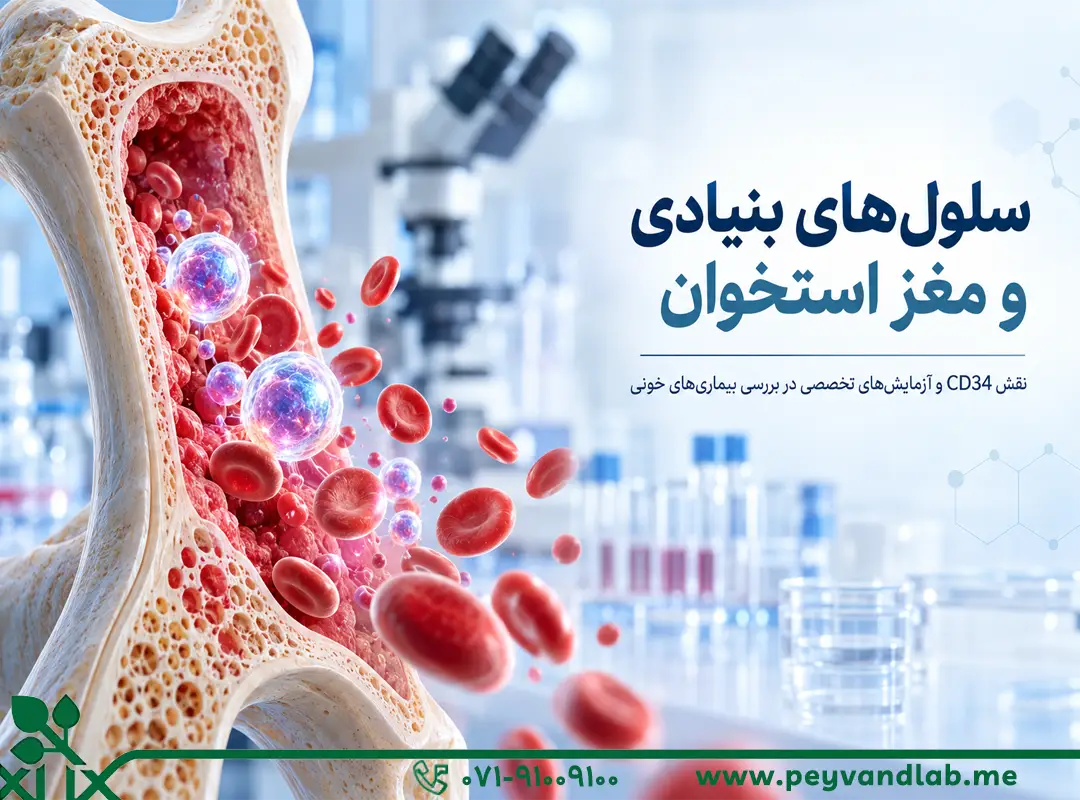 سلول بنیادی مغز استخوان چیست؟ پیوند، HLA، CD34 و فلوسایتومتری
