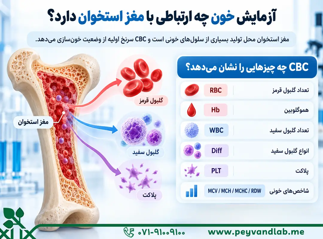 آزمایش خون چه ارتباطی با مغز استخوان دارد